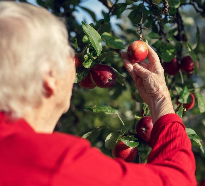 En beboer iført rød bluse holder et rødt æble i hånden foran et æbletræ
