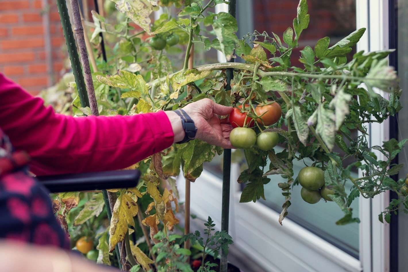 Beboer på Solgaven Næstved plukker friske tomater af egen avl