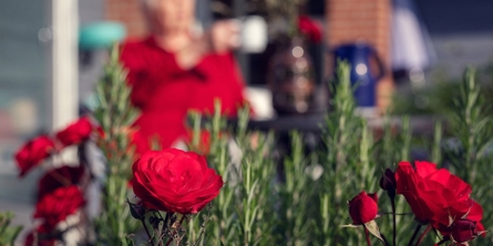 Havebillede med røde blomster og en beboer i baggrunden som sidder med sin kaffekop og en blå kaffekande
