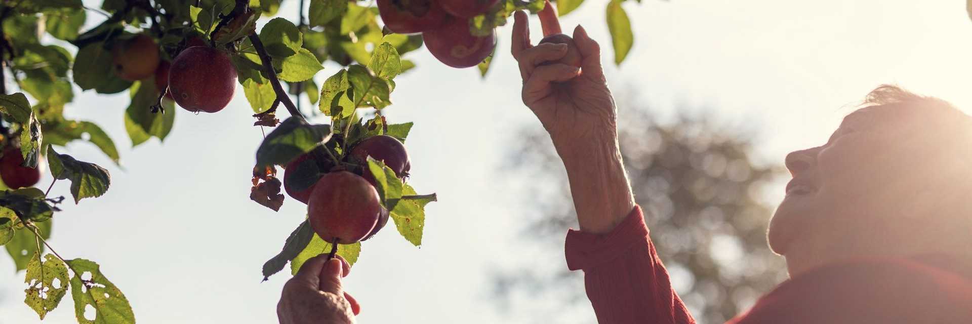 En smilende beboer kigger og plukker på de røde æbler på æbletræet